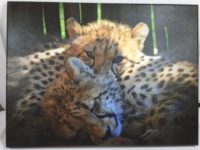 12x16in Wildcats Sleeping Canvas Print