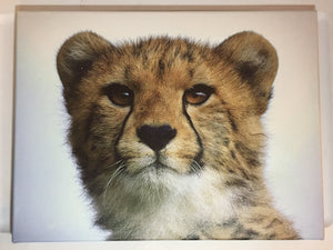 12x16in Cat Canvas Print