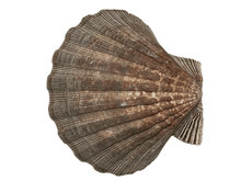 Load image into Gallery viewer, Decorative Sea Shell (025)