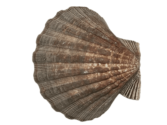 Decorative Sea Shell (025)