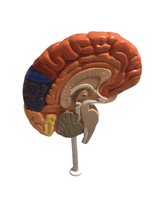 Load image into Gallery viewer, Brain Functional Area Model (010)
