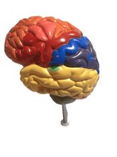 Load image into Gallery viewer, Brain Functional Area Model (010)