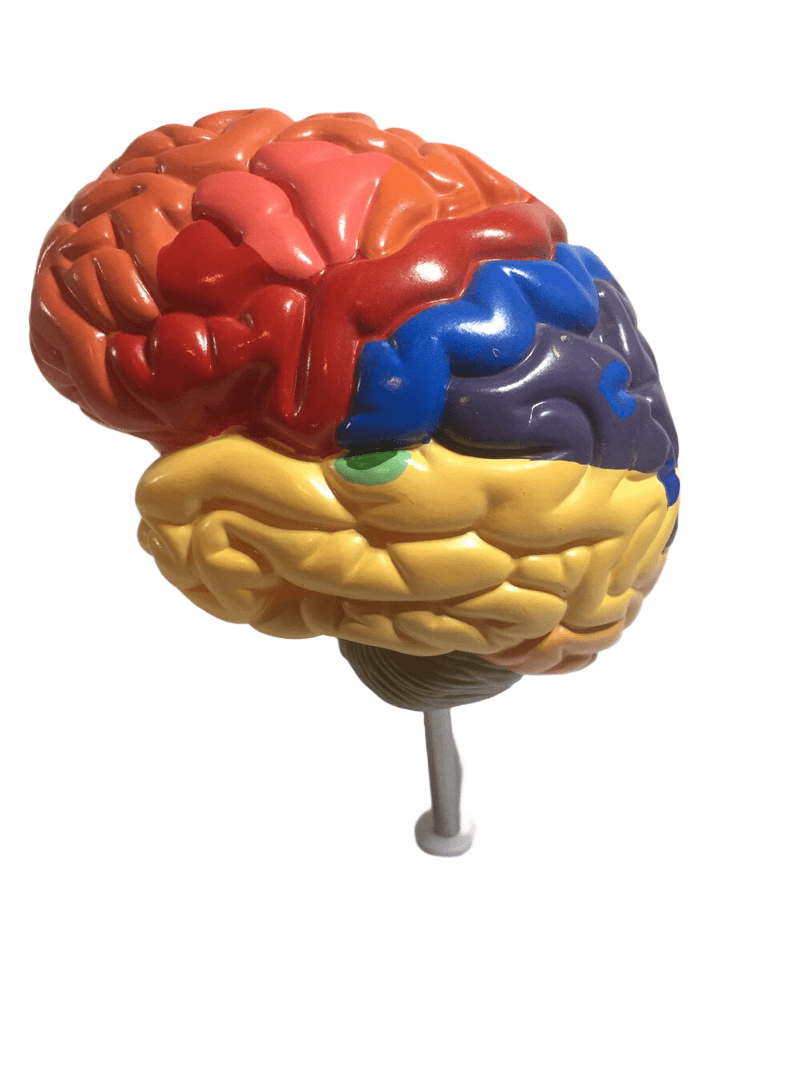 Brain Functional Area Model (010)